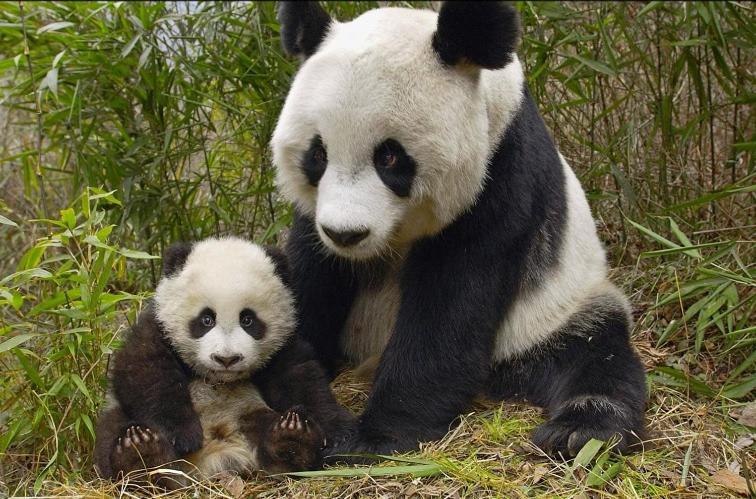 Gite Souai Et Zen , 5 Mn Du Zooparc De Beauval Saint-Aignan  Exteriér fotografie